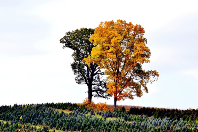 Seizoensgebonden uitdagingen in de Recreatiebranche